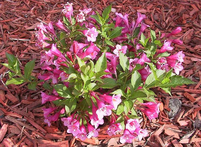 Weigela hybrid 'Minuet'