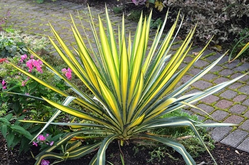 Yucca filamentosa 'Color Guard'