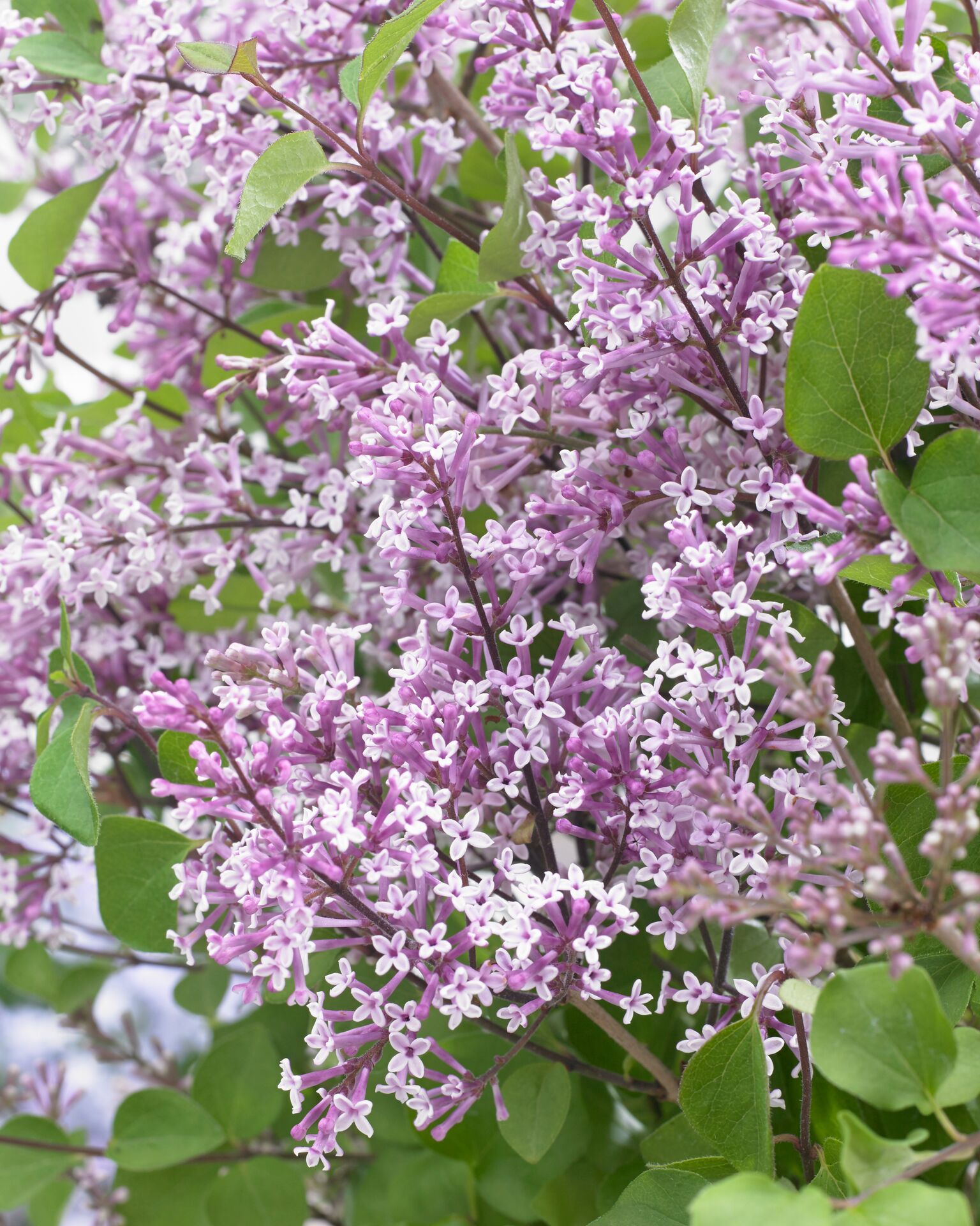 Syringa meyeri Flowerfesta® Purple (‘Anny200809’PBR)