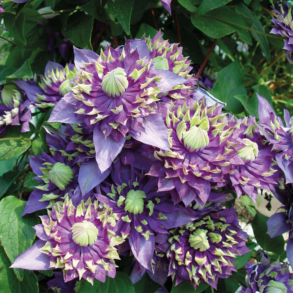 Clematis hybrid 'Taiga'