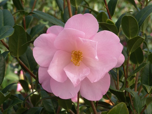 Camellia japonica 'Taylor's Perfection'