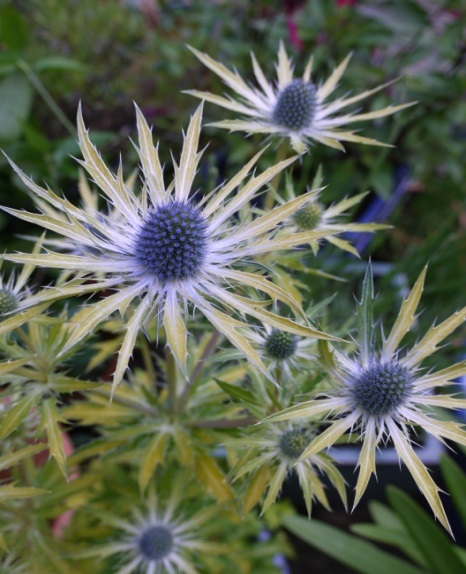 Eryngium zabelii 'Neptune's Gold'