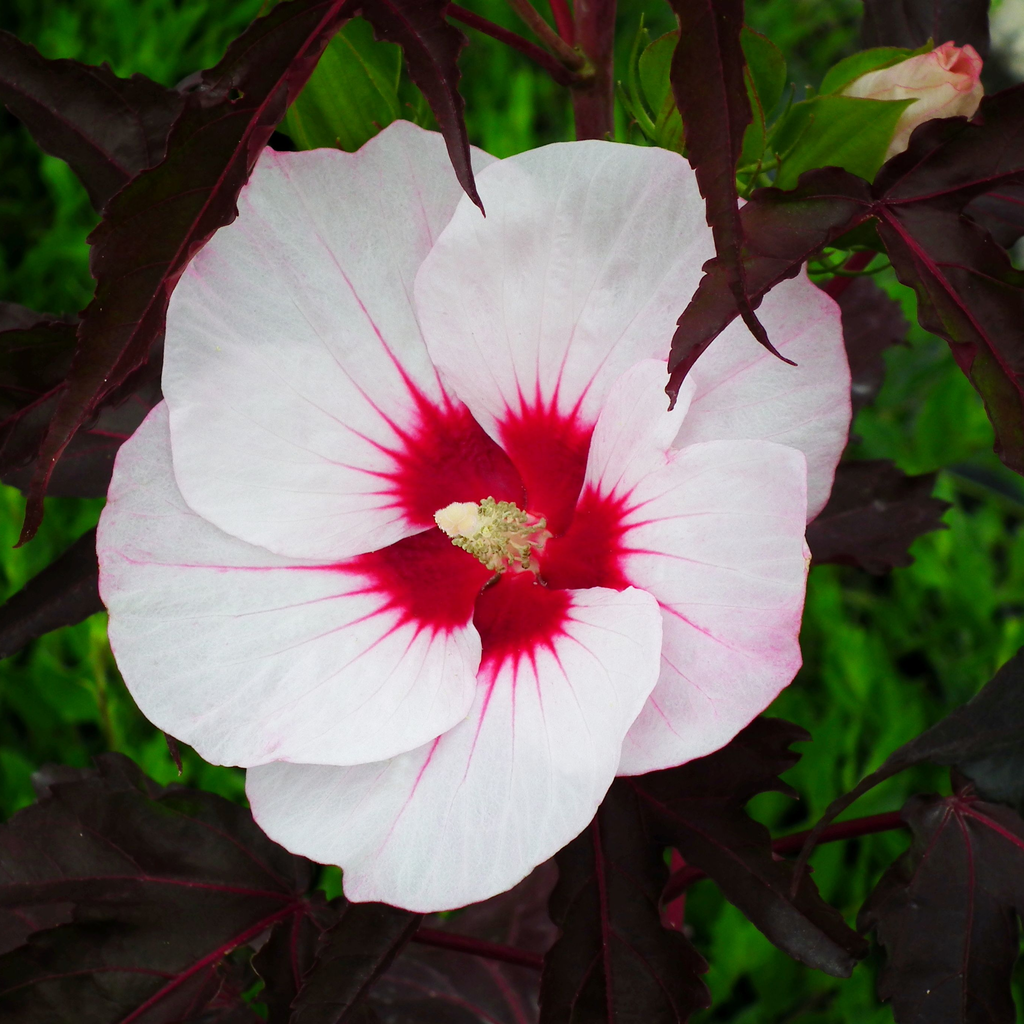 Hibiscus moscheutos Carousel® Jolly Heart ('Tahi56')