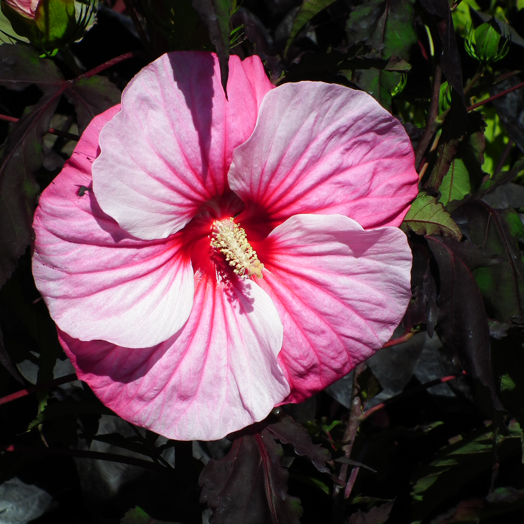 Hibiscus moscheutos Carousel® Pink Candy ('Tahi12')