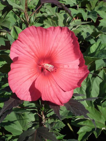 Hibiscus moscheutos Carousel® Pink Passion ('Tahi16') 