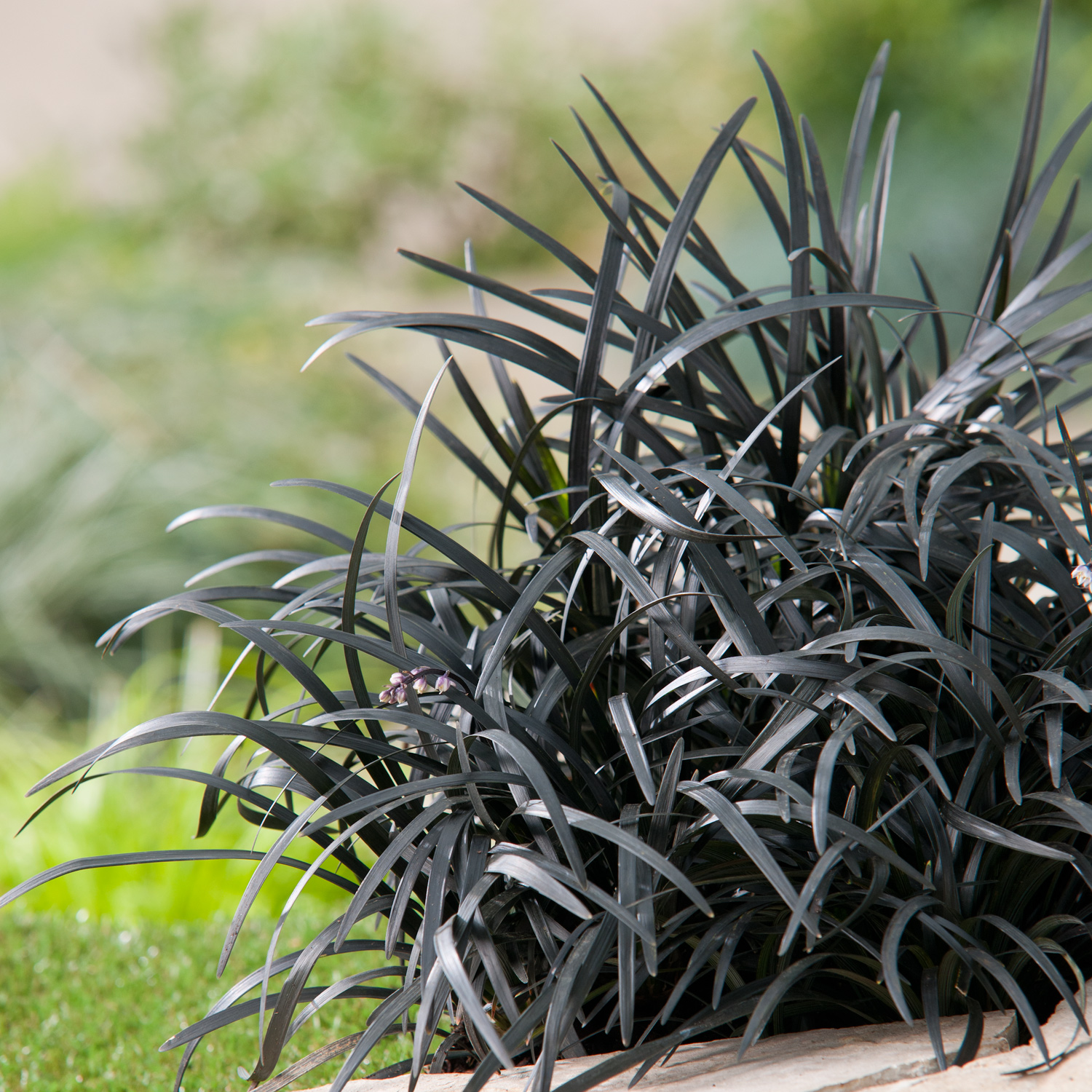 Grass - Ophiopogon planiscapus 'Black Beard'