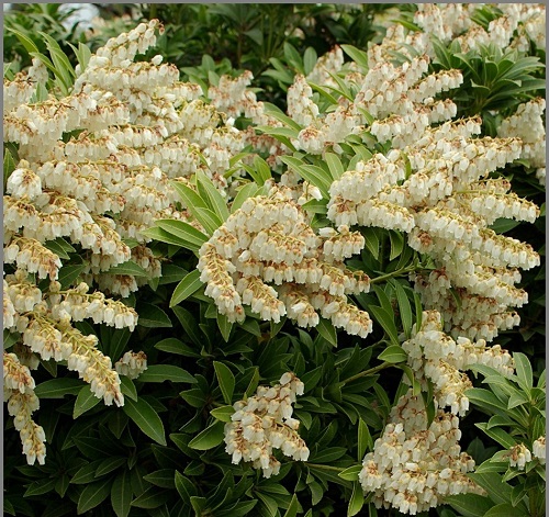 Pieris japonica 'Cupido'