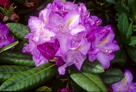 Rhododendron hybrid 'Minnetonka'    