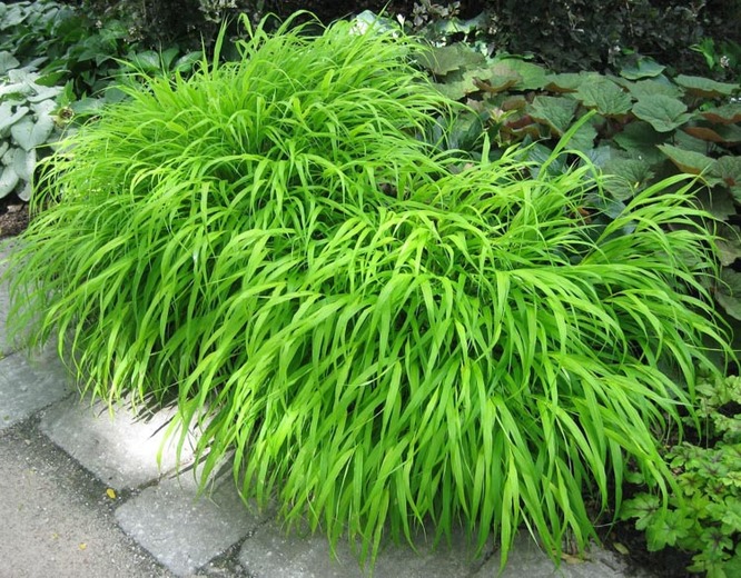 Grass - Hakonechloa macra