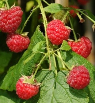 Raspberry - Rubus idaeus 'Boyne' 