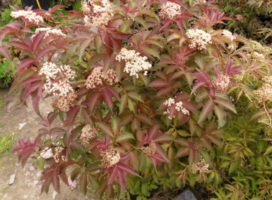 Sambucus nigra Serenade™ 