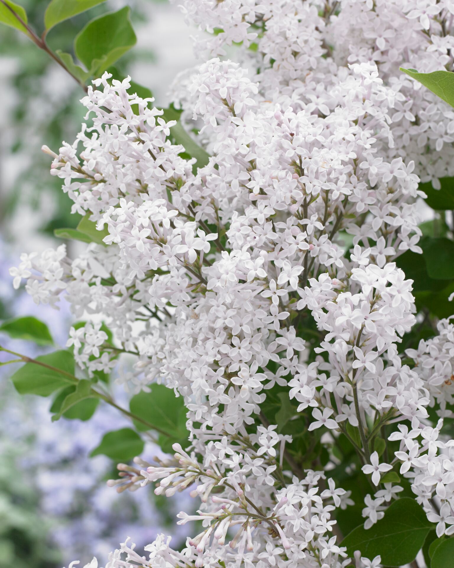 Syringa meyeri Flowerfesta® White (‘Anny200810’PBR)