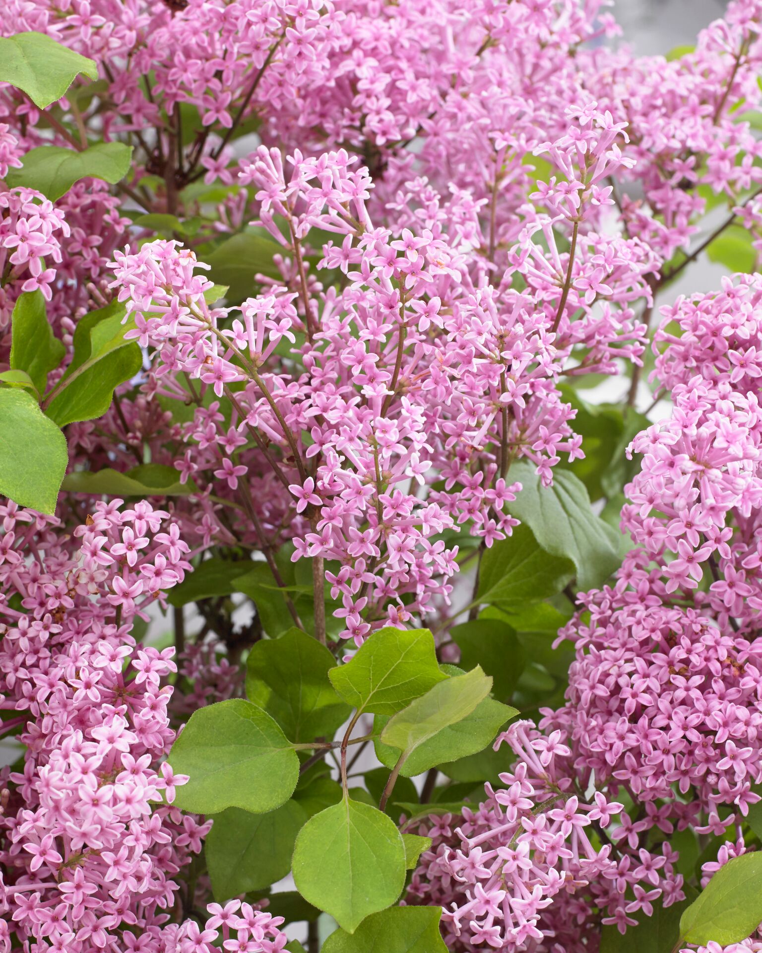 Syringa meyeri Flowerfesta® Pink (‘Anny200817’PBR)