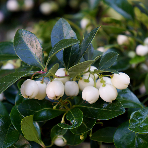 Gaultheria procumbens Peppermint Pearl™ ('SpecGP11') 