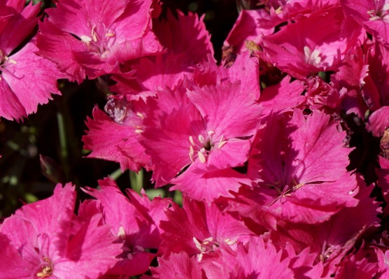 Dianthus hybrid Vivid™ Bright Light ('Uribest52')  