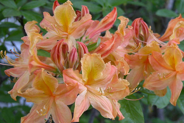 Azalea hybrid 'Golden Lights'    