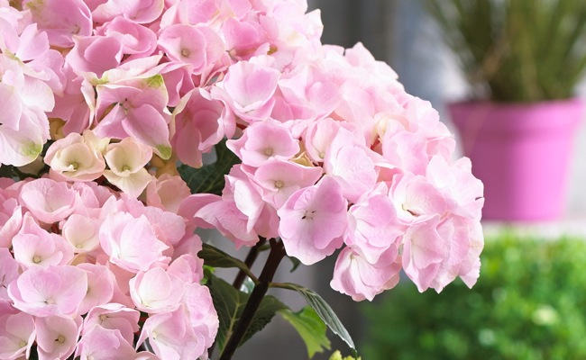 Hydrangea macrophylla Onyx® 'Flamingo'  