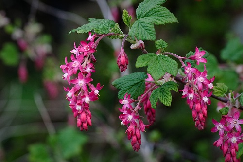 Ribes sanguineum 