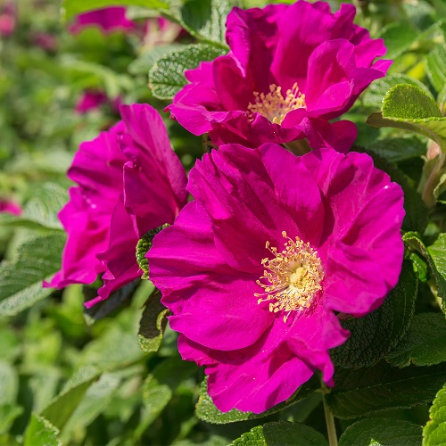 Rosa rugosa 'Rubra' 