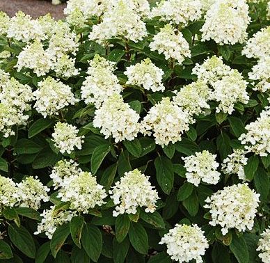 Hydrangea paniculata 'Baby Lace'  