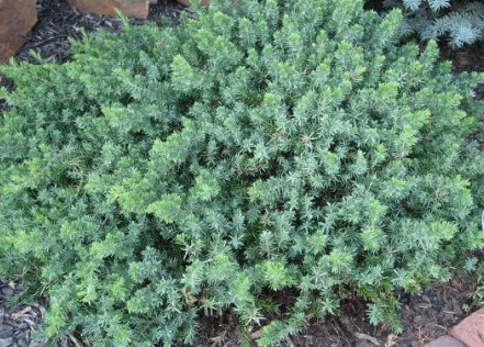 Juniperus conferta 'Blue Pacific' 