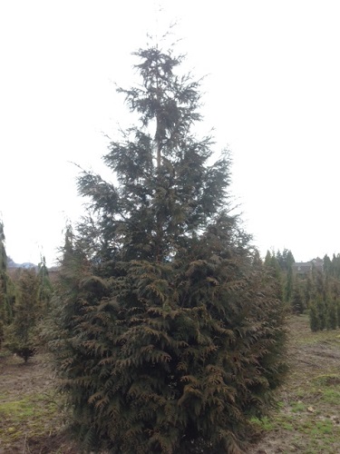 Thuja plicata 'Emerald Giant' 