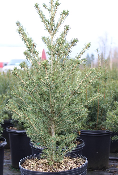 Picea glauca 'North Pole' 