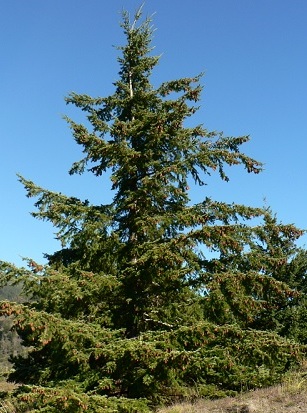 Pseudotsuga menziesii