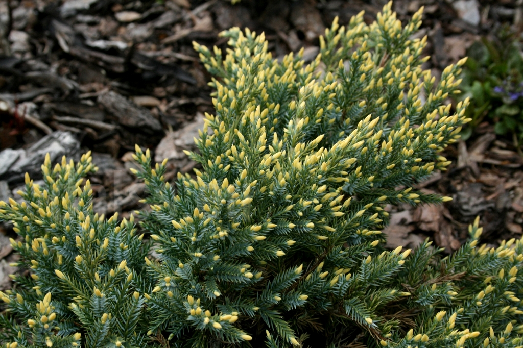 Juniperus squamata 'Dream Joy' 