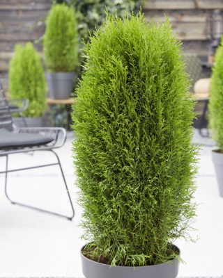 Thuja occidentalis 'Totem' 