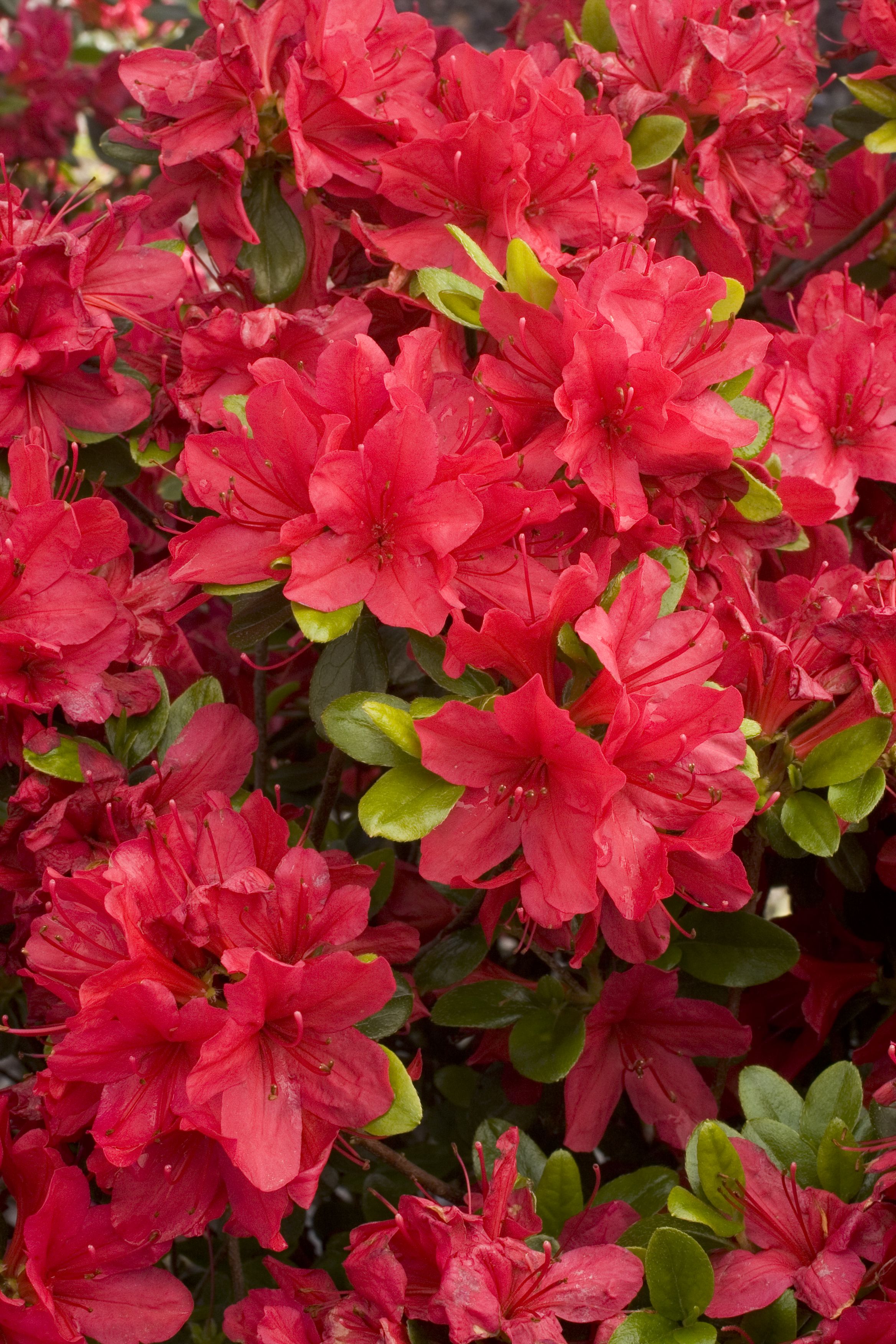 Azalea hybrid 'Hino Crimson'