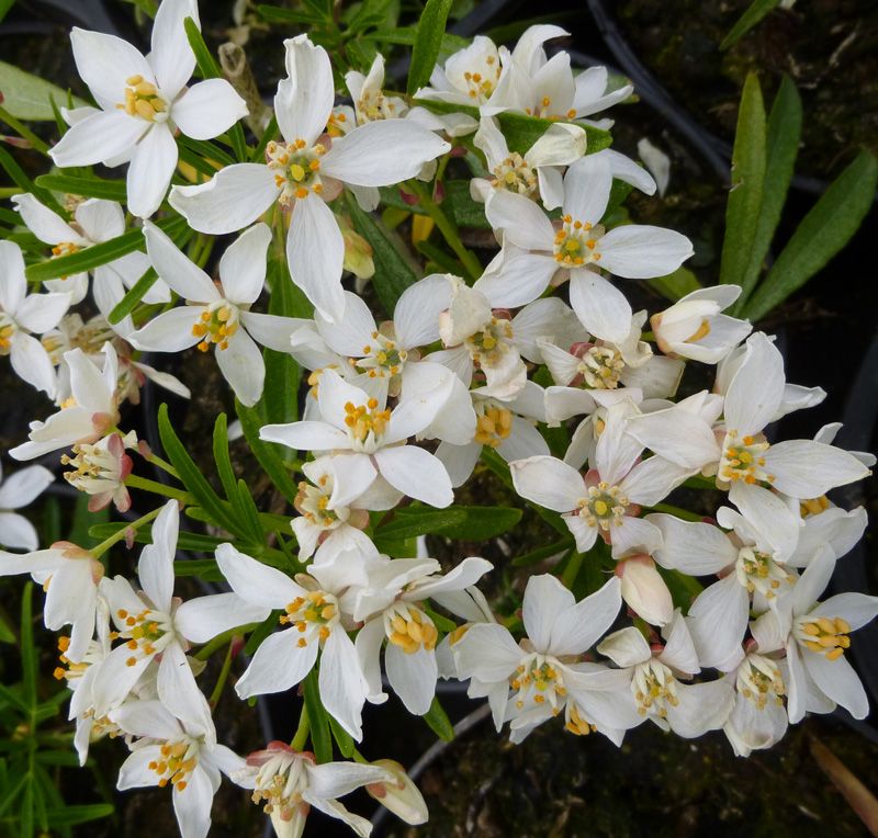 Choisya hybrid 'White Dazzler'