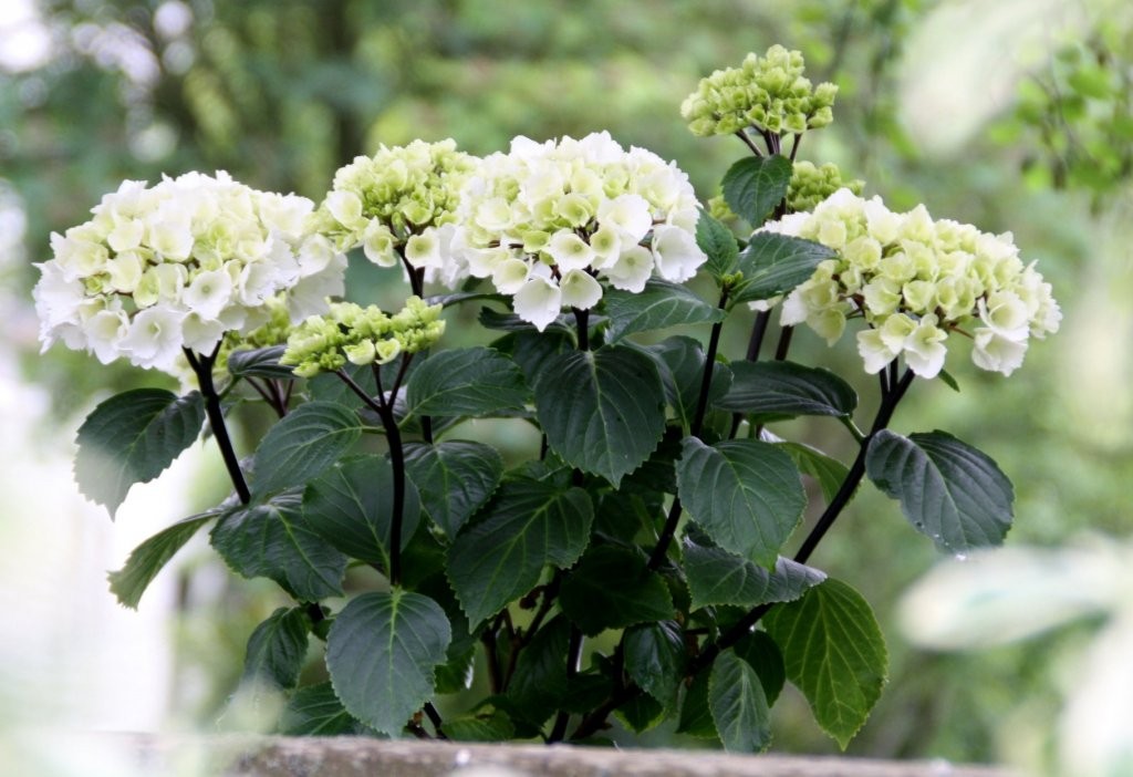 Hydrangea macrophylla Onyx® 'Zebra'