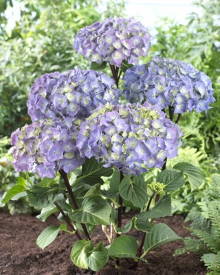 Hydrangea macrophylla Onyx® Peacock ('Zulu')