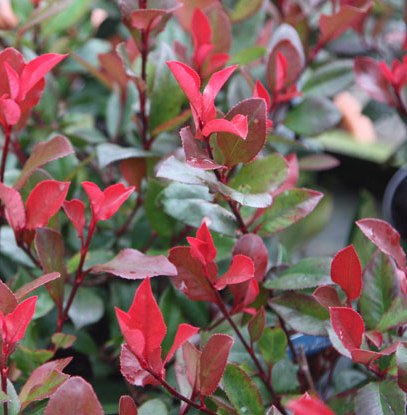 Photinia fraseri 'Red Robin' 