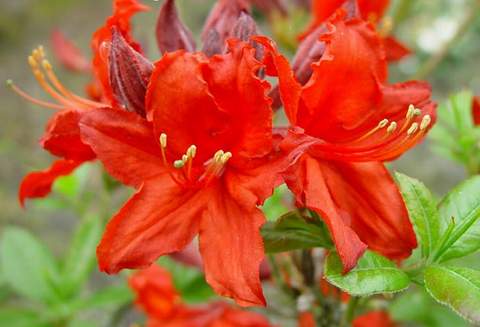 Azalea hybrid 'Fireball'