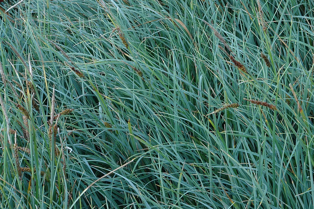 Grass - Carex glauca 'Blue Zinger' 