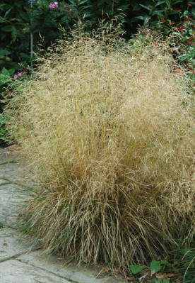 Grass - Deschampsia caespitosa 'Goldtau'  