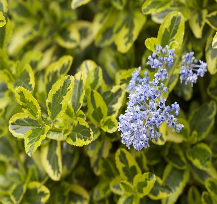 Ceanothus hybrid 'Lemon Ice'  