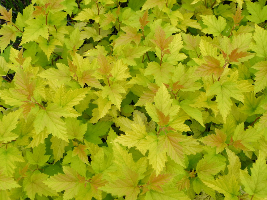 Physocarpus opulifolius 'Nugget' 