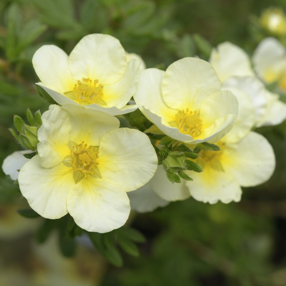 Potentilla fruticosa 'Limelight'  