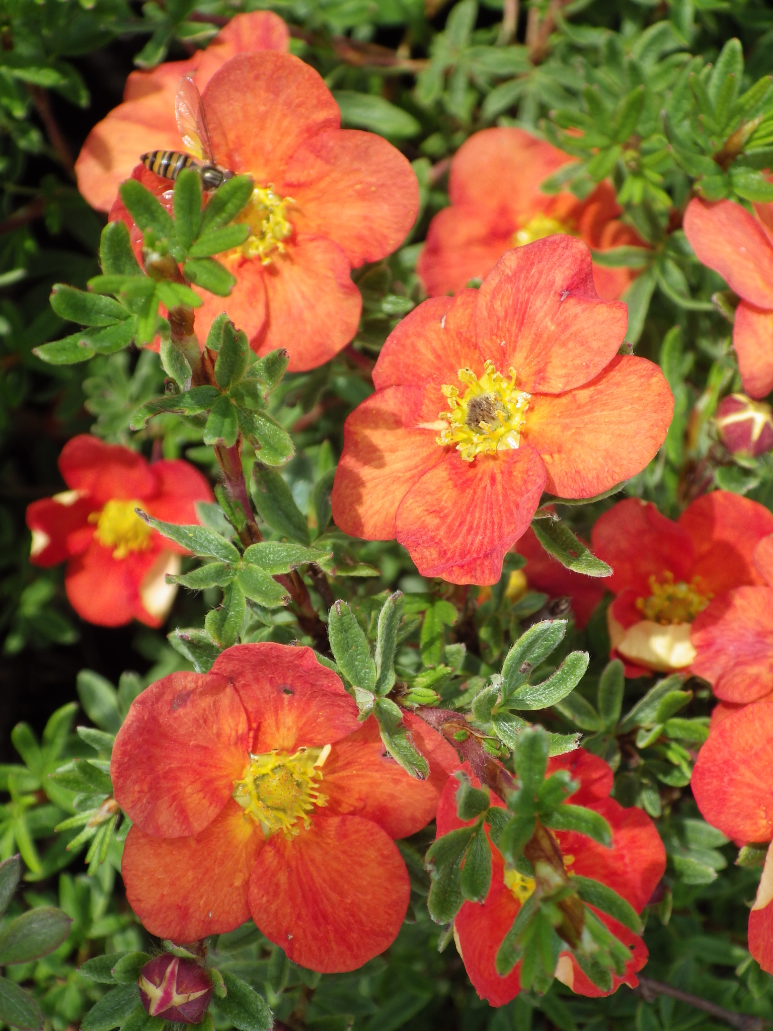 Potentilla fruticosa 'Red Joker' 