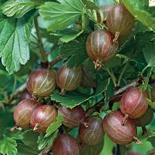 Gooseberry - Ribes uva-crispa 'Little Ben' 