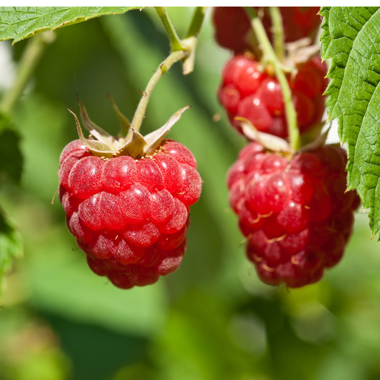 Raspberry - Rubus  hybrid 'Encore'