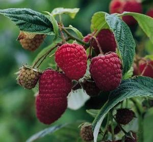 Raspberry - Rubus idaeus 'Nova'