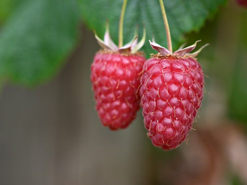Raspberry - Rubus idaeus 'Tulameen'