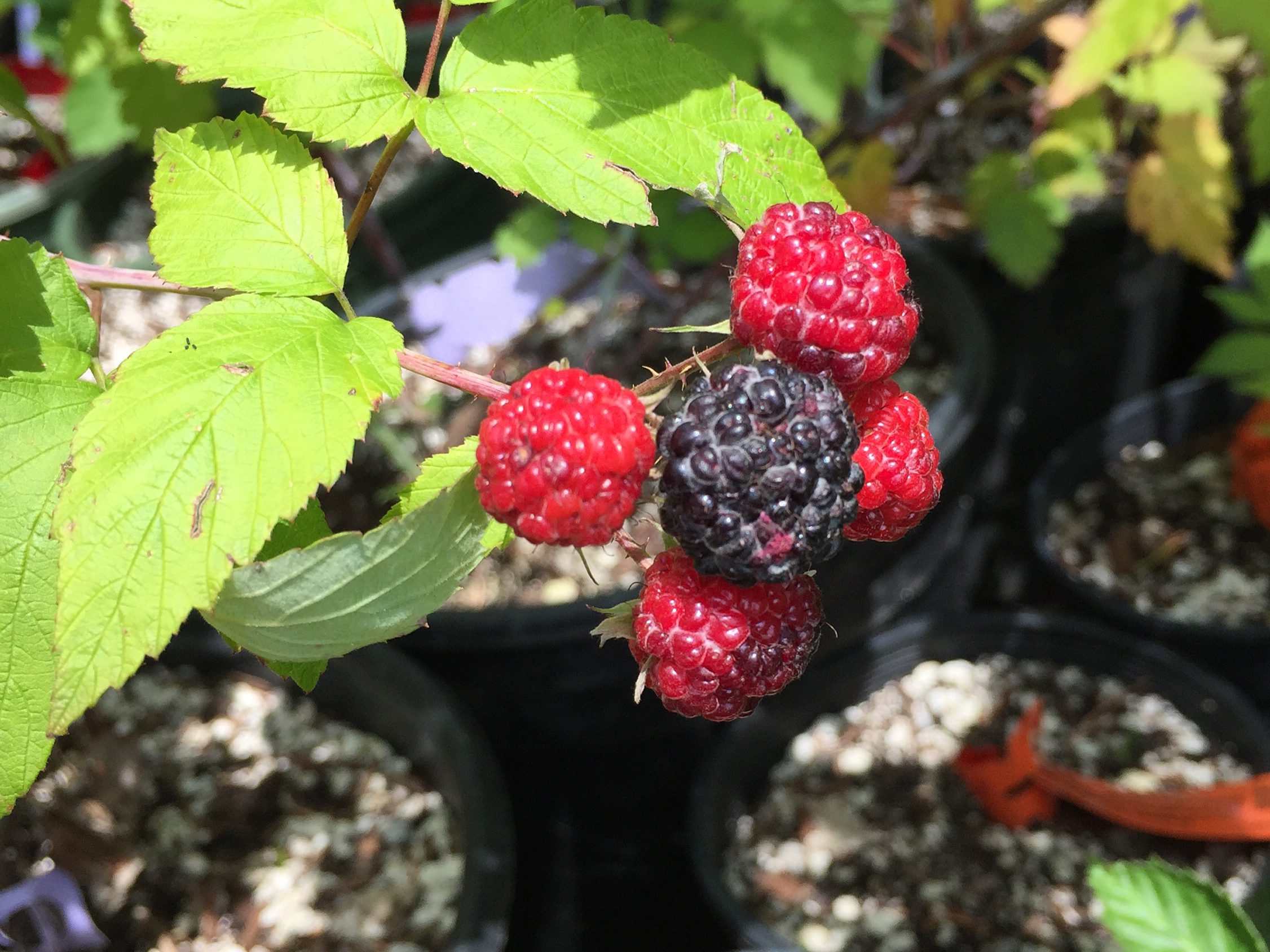 Raspberry - Rubus occidentalis 'Munger'