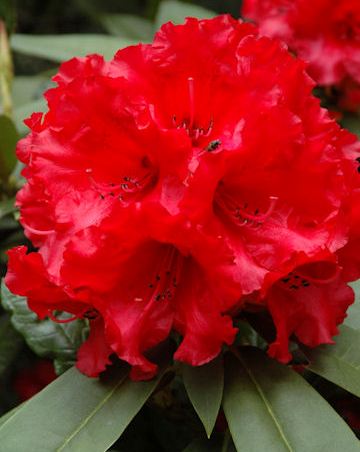 Rhododendron hybrid 'Taurus'