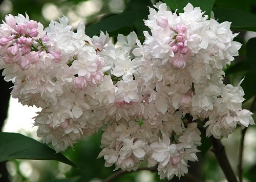 Syringa vulgaris 'Beauty of Moscow' ('Krasavitsa Moskvy')