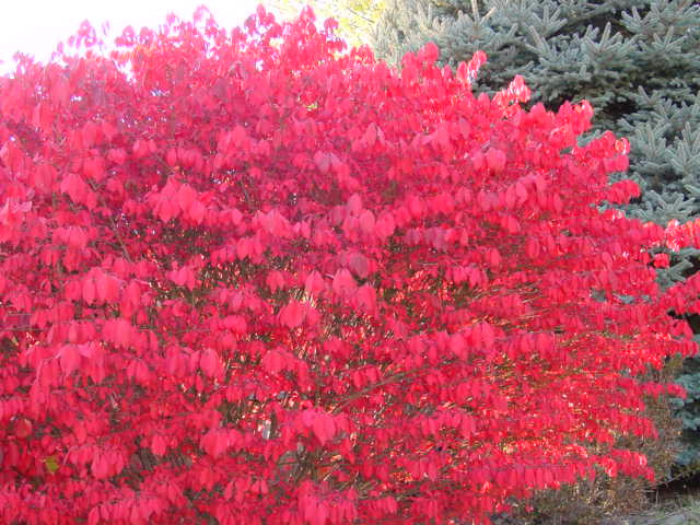 Euonymus alatus 'Compacta'